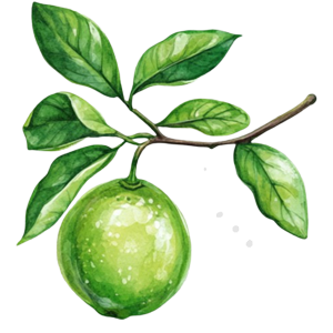 Lime icon