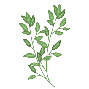 Thyme icon