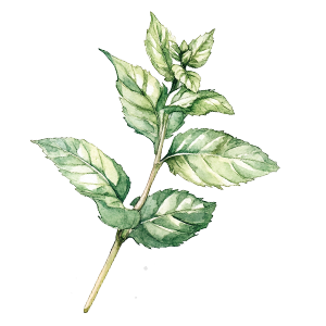 Mint Sprig
