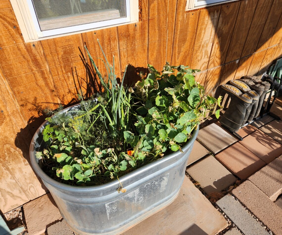 Stock tank garden on the east side of a house with tall onions, feathery dill, and sprawling nasturtium plants showing signs of wind and sun exposure.