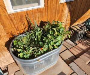 Stock tank garden on the east side of a house with tall onions, feathery dill, and sprawling nasturtium plants showing signs of wind and sun exposure.