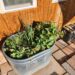 Stock tank garden on the east side of a house with tall onions, feathery dill, and sprawling nasturtium plants showing signs of wind and sun exposure.