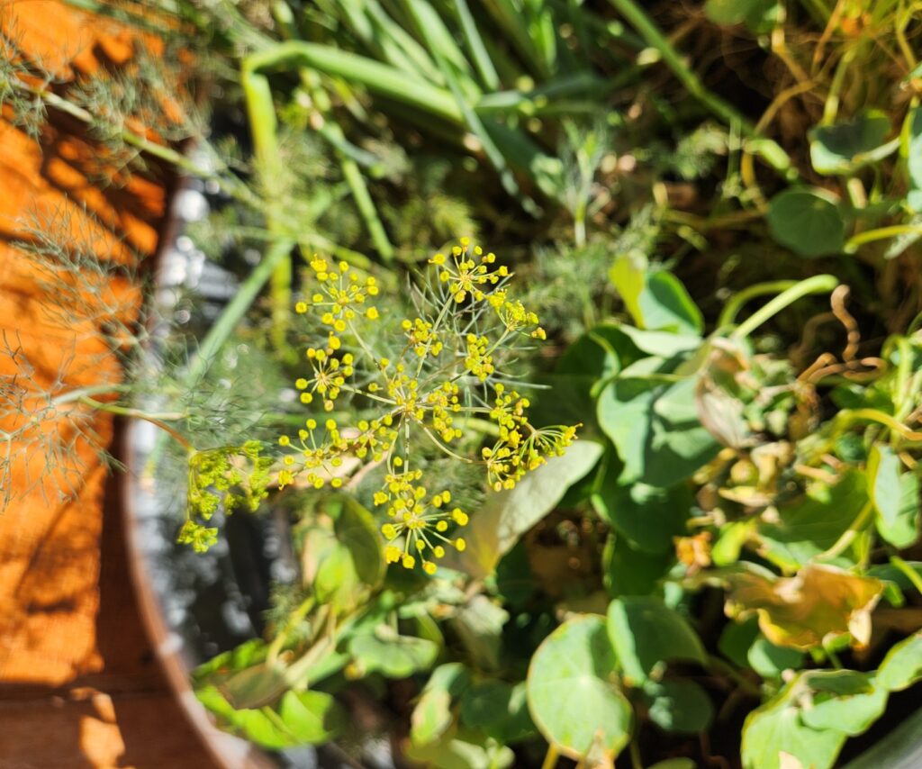 Close-up of a delicate dill flower head with fine green fronds and bright yellow blossoms, set against a background of mixed garden greens.