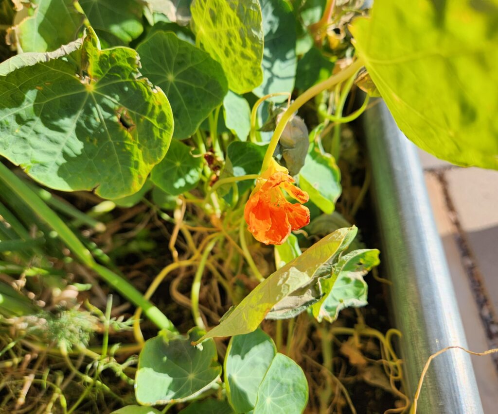 Orange nasturtium flower surrounded by round green leaves, with some leaves showing signs of windburn and browning.