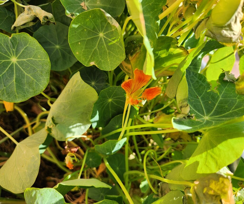 Orange nasturtium flower peeking out from underneath a dense canopy of green leaves.