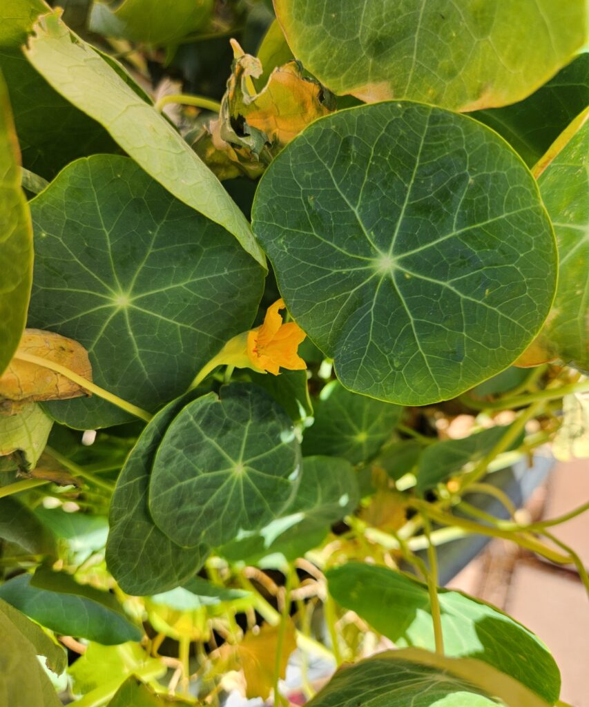 Dense cluster of healthy green nasturtium leaves with visible leaf veins, some leaves hiding smaller flowers below.
