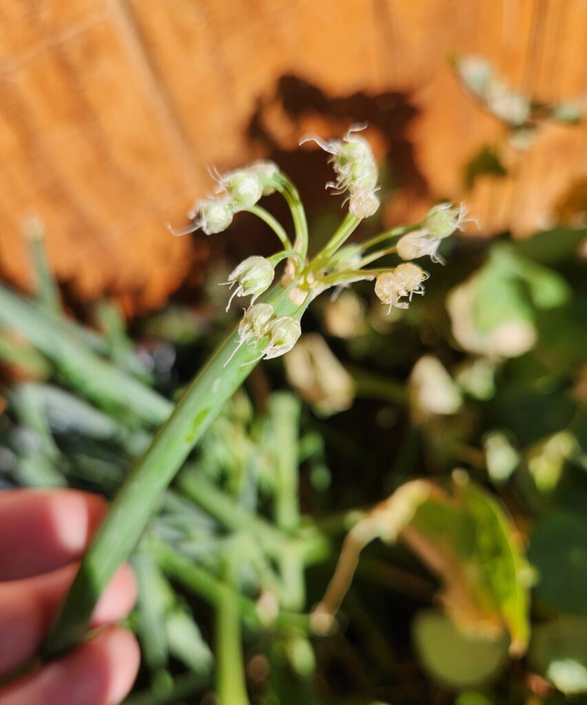 Close-up of an onion stalk topped with pale green seed heads, set against a blurred background of the garden bed.