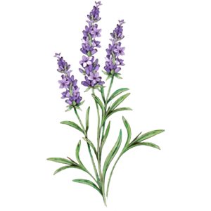 Lavender icon