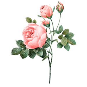 Pink Rose icon