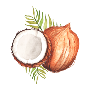 Coconut icon